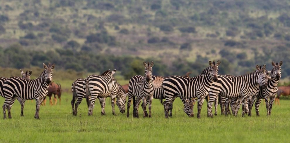 ibaba-travel-tour-rwanda-akkagera